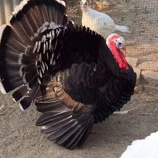 ���~���u����w����Ó����������u�������l�r�����~ؐ���Ȼ��u