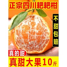 四川春见耙耙柑粑粑柑10斤橘子甜当季整箱杷杷新鲜水果丑柑桔年货