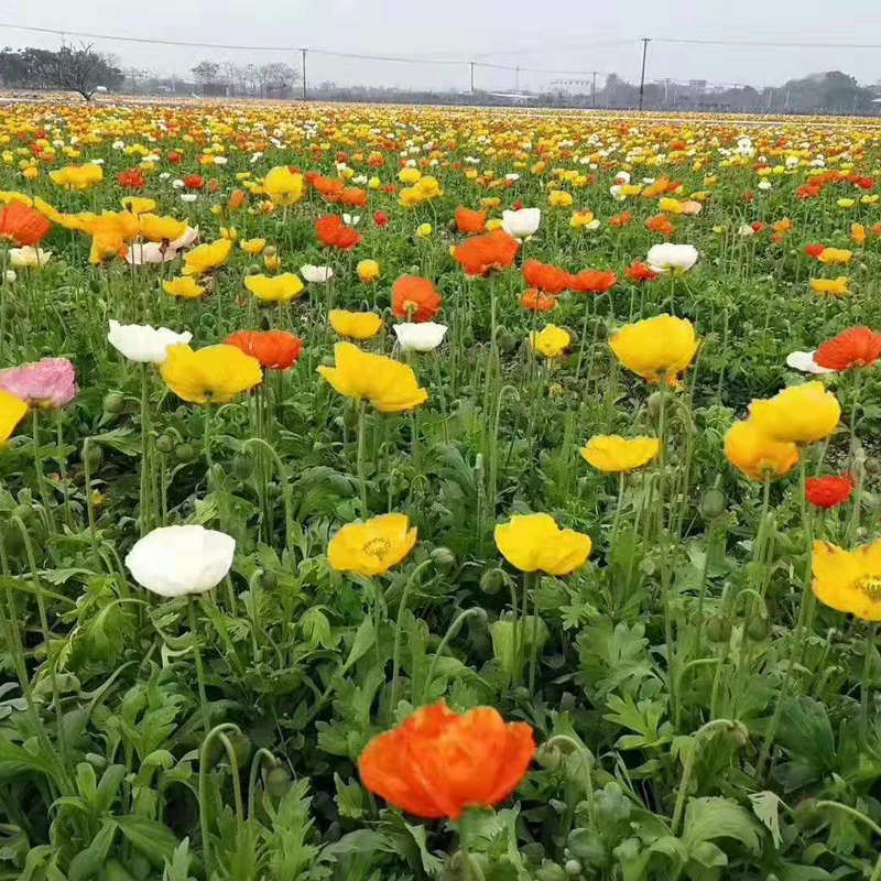 冰岛虞美人 多色系耐寒宿根花卉丽春花 景观花海室外庭院绿化