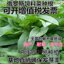 牧草种子鲁梅克斯种子多年生四季常青南北方牧草籽猪牛羊鸡鸭鹅