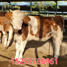 牛西门塔尔牛肉牛犊 西门塔尔牛牛苗现货活牛鲁西黄牛牛犊养殖场