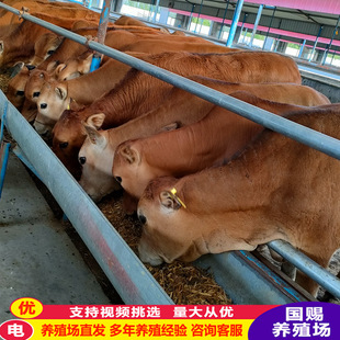 ��ţ�� ����ţ �����Sţ Сţ�كr�� �����Sţ���w����