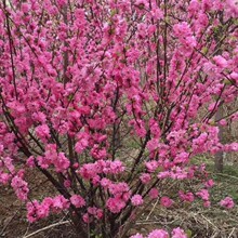 重瓣榆叶梅花树苗盆栽庭院南北方多年生浓香红梅素心腊梅花卉耐寒