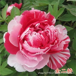 七彩牡丹花苗大苗带花苞盆栽重瓣四季开花卉阳台庭院植物室内美观