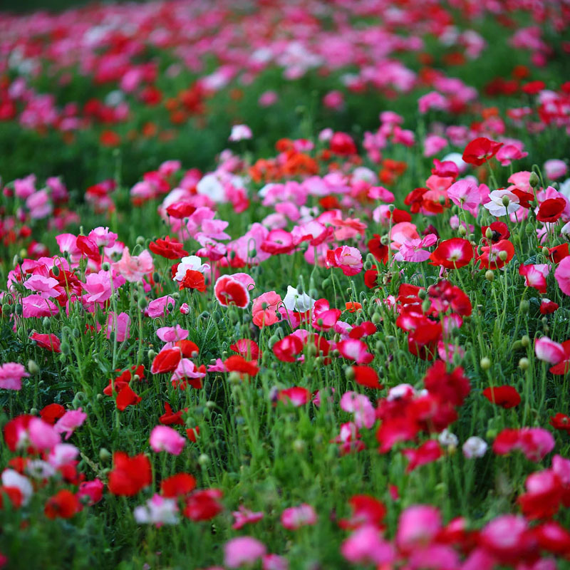 Semillas de flores, semillas de flores.