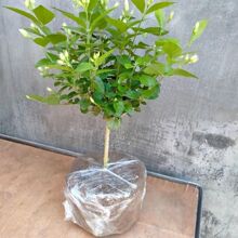 笔尖茉莉花网红茉莉独特茉莉花盆栽浓香型笔尖