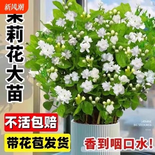 �ذ��������Ի��玧�����d�ӻ�ˮ���҃Ⱦ����㻨������ļ��Gֲ