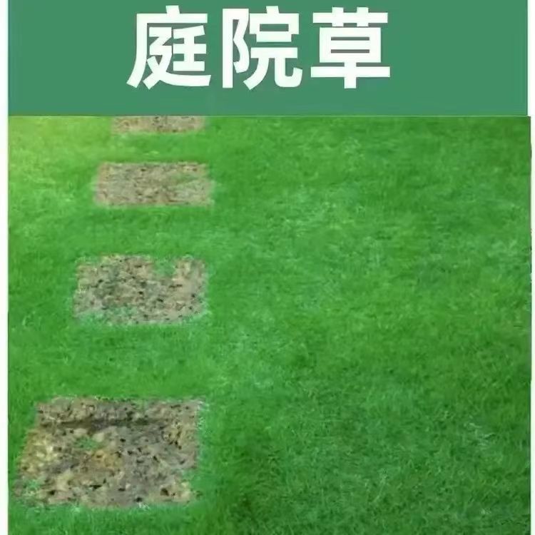 좋은 시간 (마당 잔디) 부드럽고 밀도가 높음) 7814+