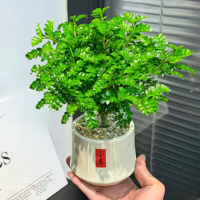 [메인 사진과 같은 스타일] 고급 향기로운 고추나무 + 샤오시 허리 냄비 (포장 돌 + 캠프장 포함)