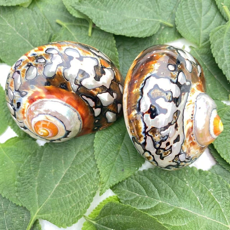 Органический образец, коралловый аквариумный декор, домашний декор