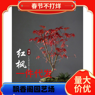 һ�����l�t���辰�����ļ��t�k���҃�����Gֲ�������Ϙ����B��t