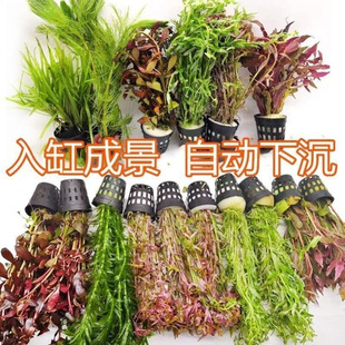 Fish Tank Lazy Aquatic Plant Freshwater Stem Grass Tank Landscaping Aquarium Middle Background Sunken Wood Aquatic Plant Package