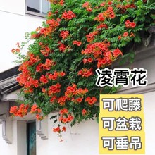 凌霄花苗盆栽爬藤植物攀爬树桩藤本炮仗庭院阳台四季种植装饰玫瑰