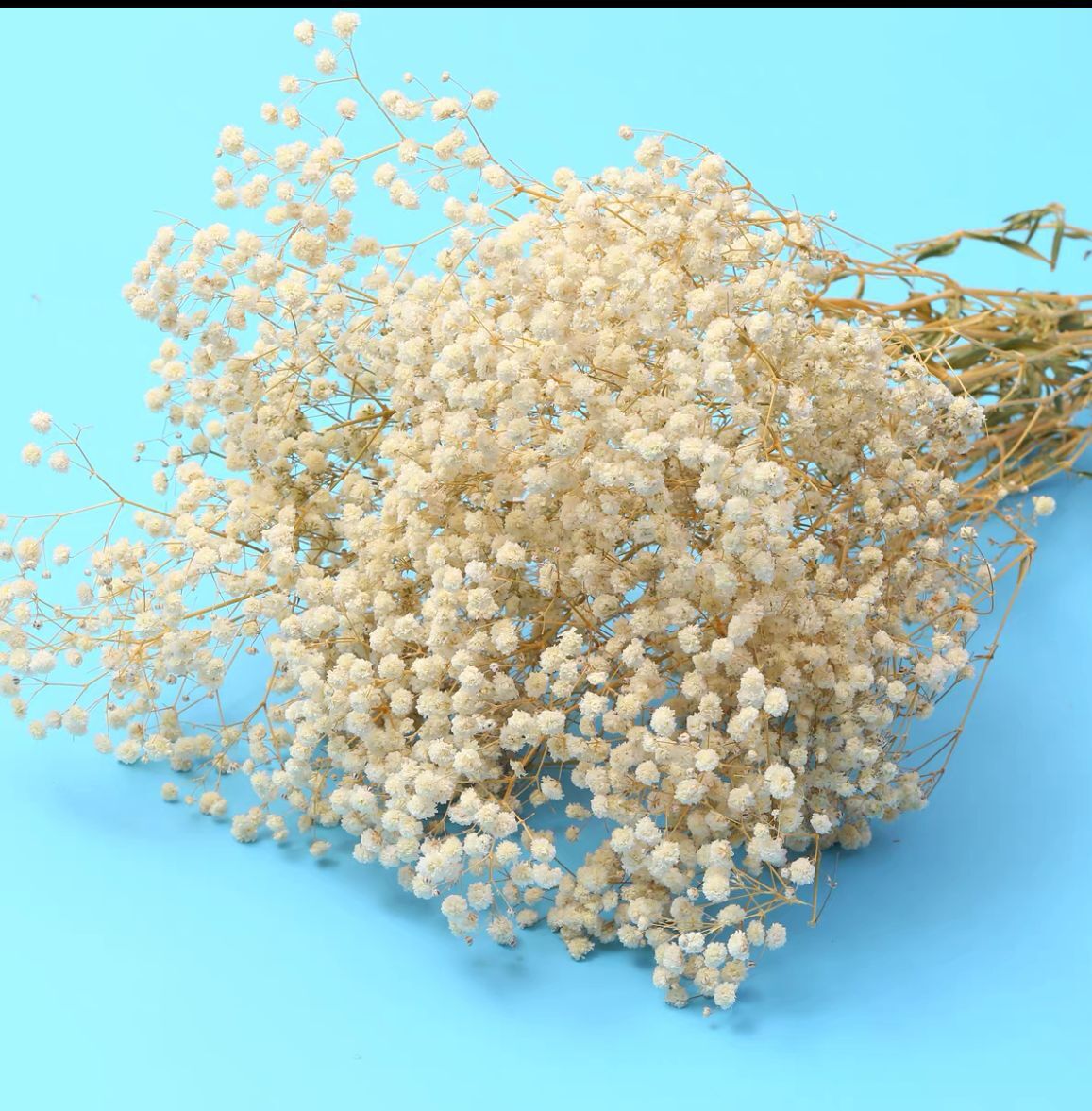 학년 흰색 영원한 꽃 (약 120g)