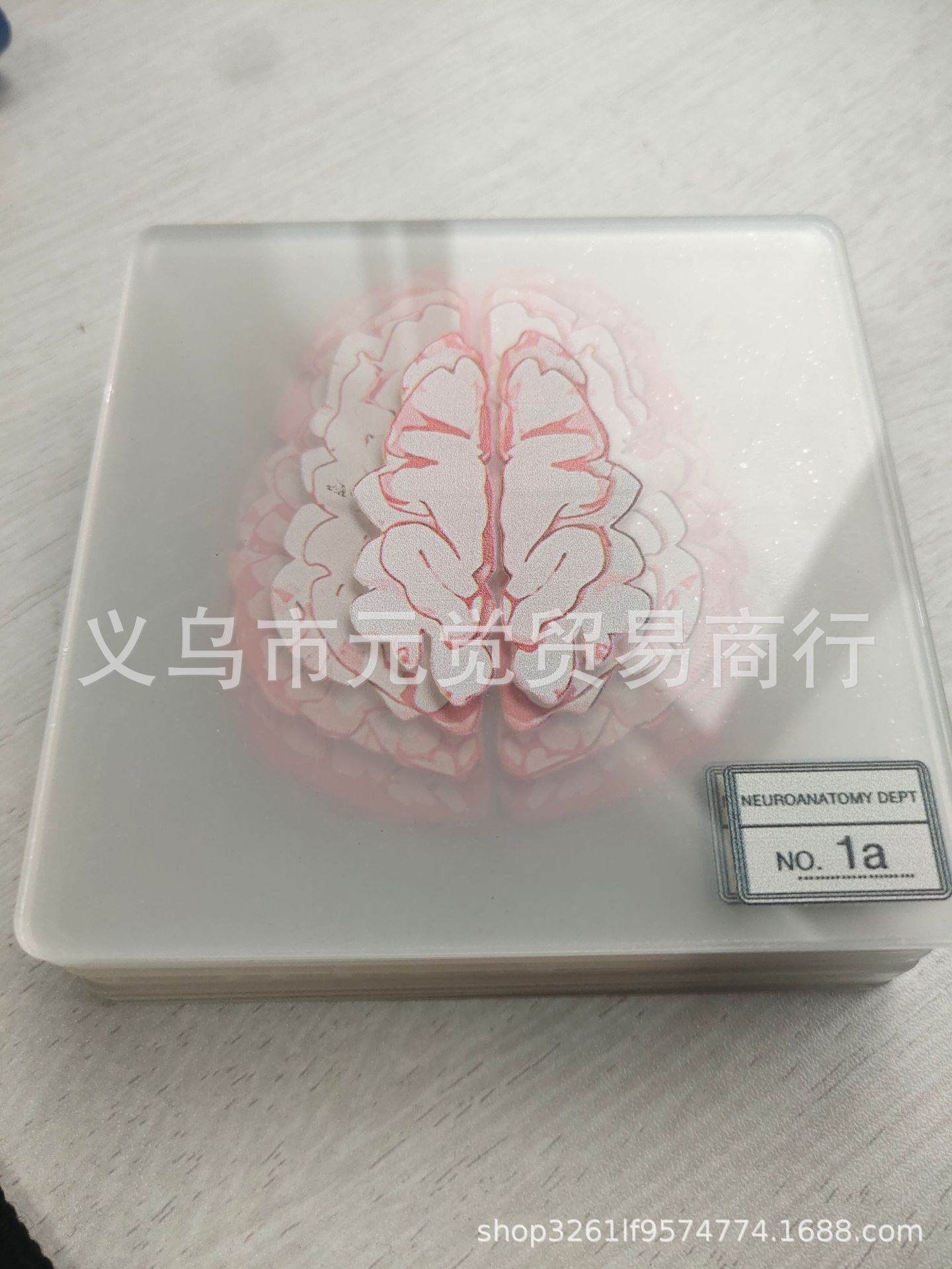 뇌 10 피스 아크릴