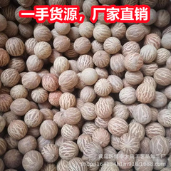 白玉菩提根原種大菩提子白果原果彫刻直径11-30mm菩提根大果原料