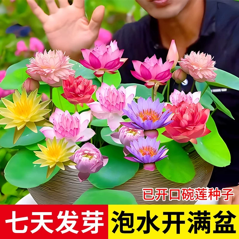 Семена лотоса, семена водяной лилии, четырехсезонные гидропонные растения, семена водяной лилии, семена лотоса без чашки.