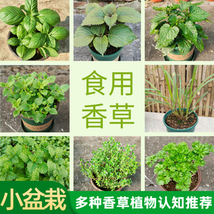 幼兒園植物小盆栽羅勒紫蘇薄荷迷迭香可食用香草趣味中草葯盆栽