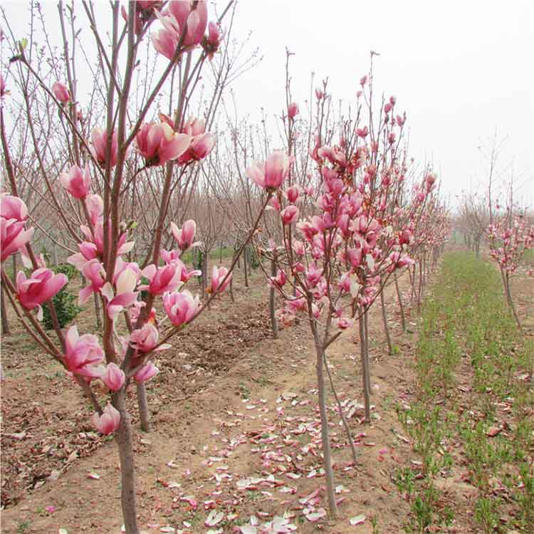 紫玉兰花树苗南方北方种植苗木红玉兰白玉兰紫耐寒庭院植物绿化苗
