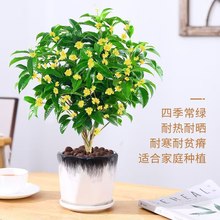 桂花树苗大树盆栽四季桂花卉阳台庭院室内开花金桂浓香老桩绿植物