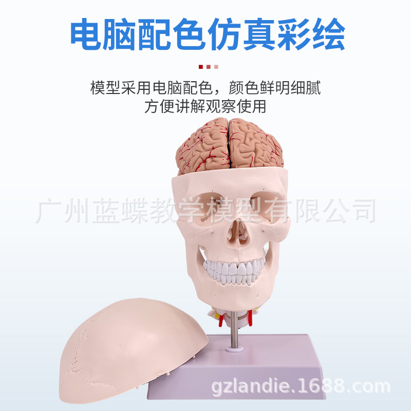 ����1��1ҽѧ��������ͷ��ģ��ͷ­�ǽ��� ��ɫͷ�Ǵ���׵�Խ���