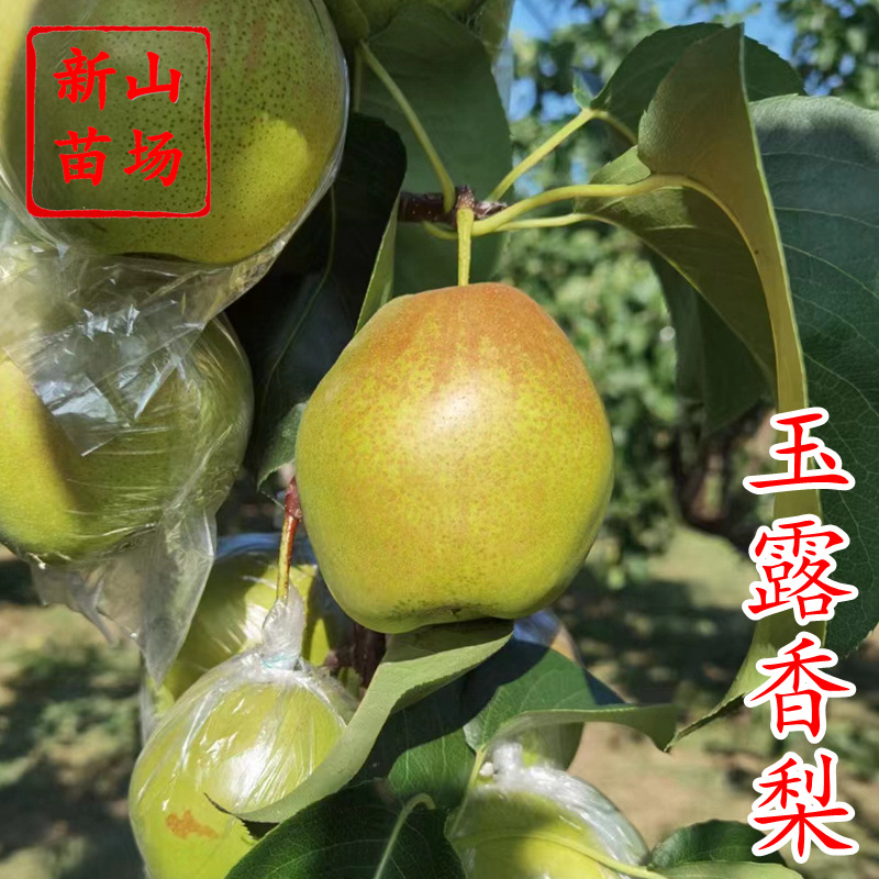 玉露香梨苗 隰县库尔勒香梨新品种酥脆雪梨树苗 新山苗场