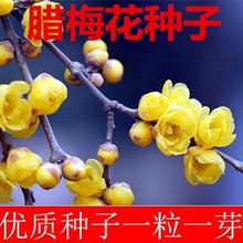 基地批发腊梅种子绿化苗木种子冬天开花黄梅种子发芽率高