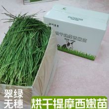 头茬提摩西草兔子主草龙猫豚鼠粮干草荷兰猪烘干北提草嫩绿提摩西