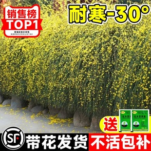 ӭ�������������B�N�Ϙ��辰�҃��̨ͥԺ�����ļ����܈󴺻�ֲ��