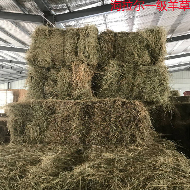 海拉尔一等马场草牧草牛羊草料养殖干饲料牛羊马牧草动物园供