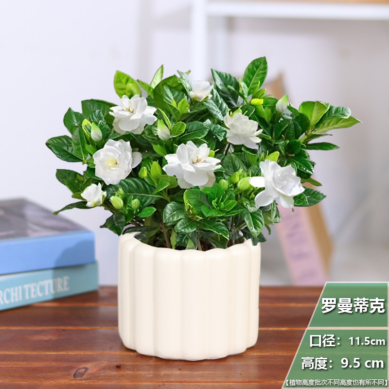 [북유럽 스타일] 치자나무 화분 1개 + 로맨틱 세라믹 화분 + 영양비료