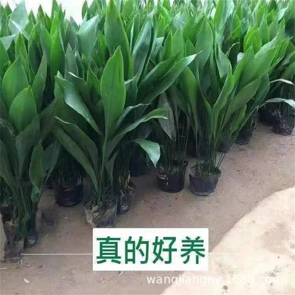 Балкон Внутренняя Гостиная Однолистная Орхидея Evergreen All Seasons Хорошо кормить Большие цветы Горшечные растения Крупнолистный Вид-лист Зеленые растения
