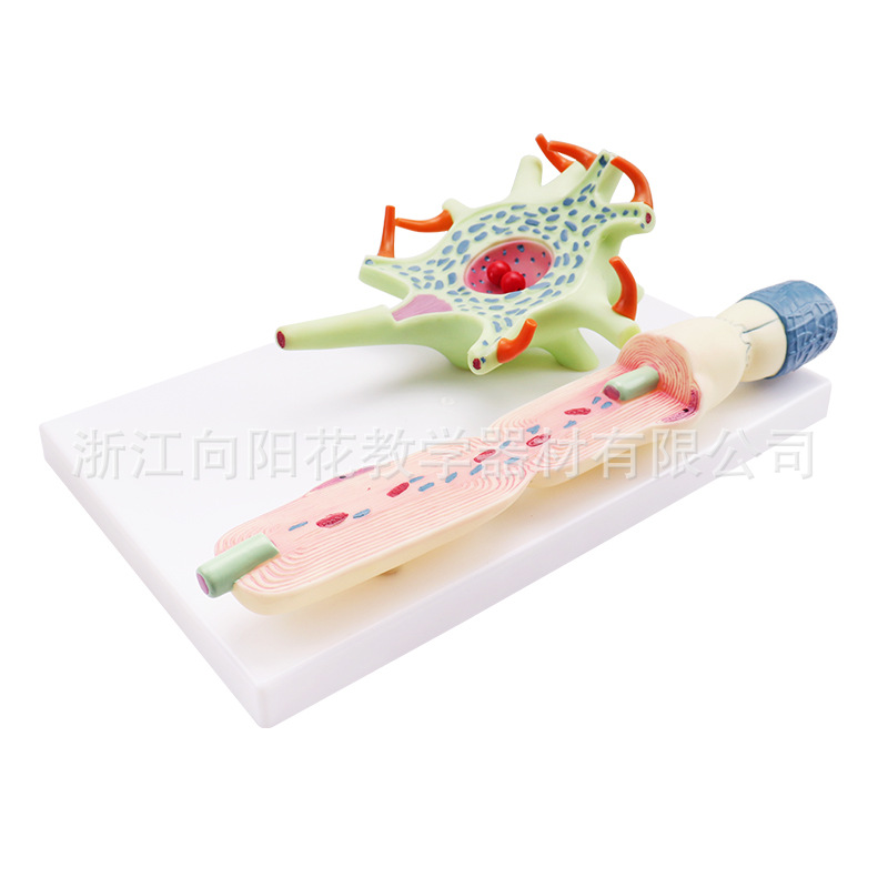 厂家直销生物医疗教学仪器模型3309神经元细胞模型