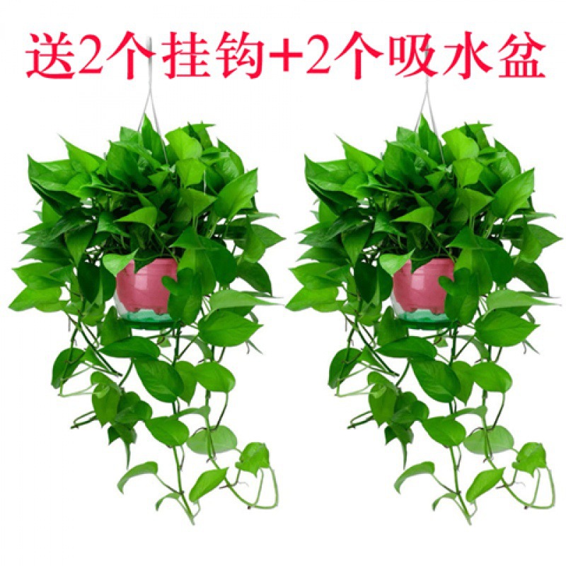 长藤绿萝大盆盆栽植物室内水培绿植花卉四季常青大叶好养吊兰批发