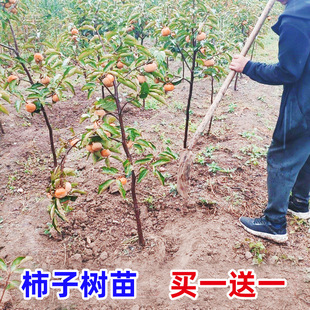 һ�����l���Ә�����ϱ���ͥԺ����Դ���ĥ�P�����䮔��Y���޽�