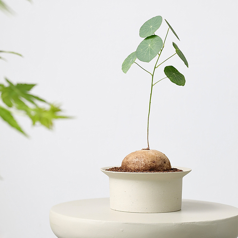 Ceramic shallow flower pot short large diameter succulent small clay bamboo root white wide mouth stoneware cactus pottery pot