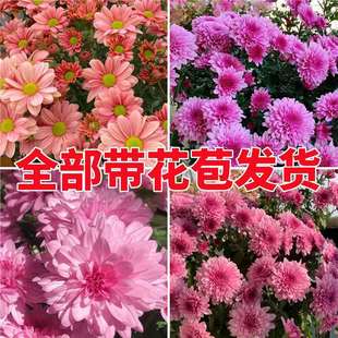 ���m�ջ��玧�����ջ������r�������҃����̨���B��Gֲ�������