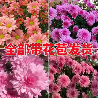 荷兰菊花苗带花苞菊花大苗雏菊盆栽室内外阳台好养活绿植花卉秋菊