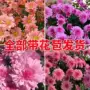 荷兰室内外盆栽秋菊花卉