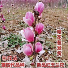 【带花苞浓香型】四季矮化红玉兰花盆栽紫玉兰花树矮种级耐寒