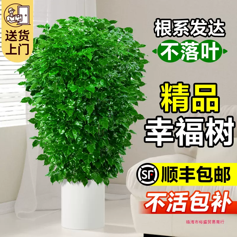 厂家直发幸福树客厅盆栽大型绿植平安树老桩室内吸甲醛绿宝小叶丛