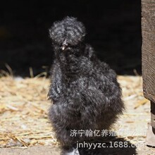 五黑鸡活苗纯种绿壳蛋鸡活体五黑一绿鸡脱温苗半斤大小鸡活苗零售