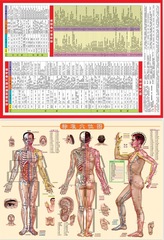 Human body moxibustion acupoint map Moxibustion map human body meridian acupoint map Moxibustion therapy book map Cupping and scraping massage