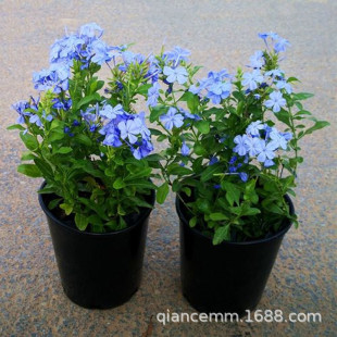 �{ѩ��������ͥԺ�ٱ����ٻ��@ֲ���{ѩ����༾�_���̨��������