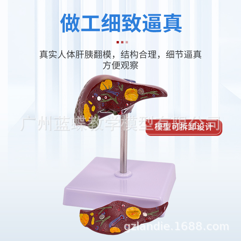 ҽѧ��������������ģ�͸��ŵ��ҵ��ܽṹ����ϵͳ������ʾ�̾�