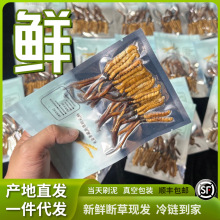 2025�����r�x�ݔ���Ɠp�ݮa��ֱ�l�ߺ��������ຣ���x�Ĳݰ��]