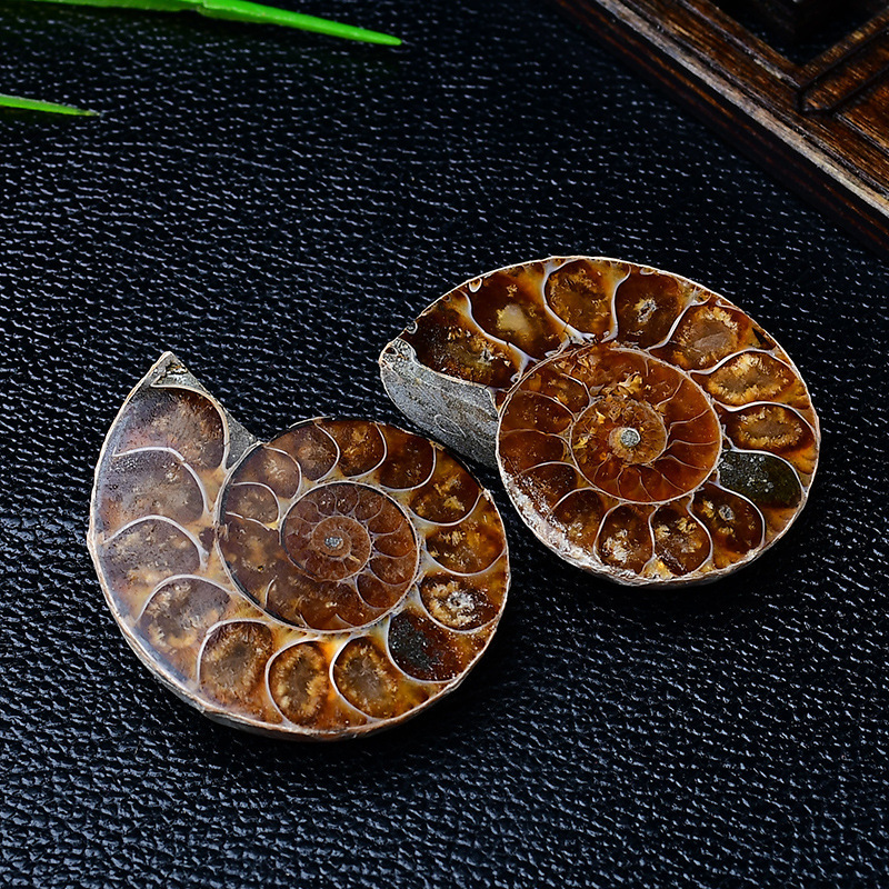 Cross-Border Hot-Selling Natural Marine Animal Fossils, Ammonite Snail Fossils, Paleontological Mineral Specimens, Kidsren's Popular Science Raw Stones