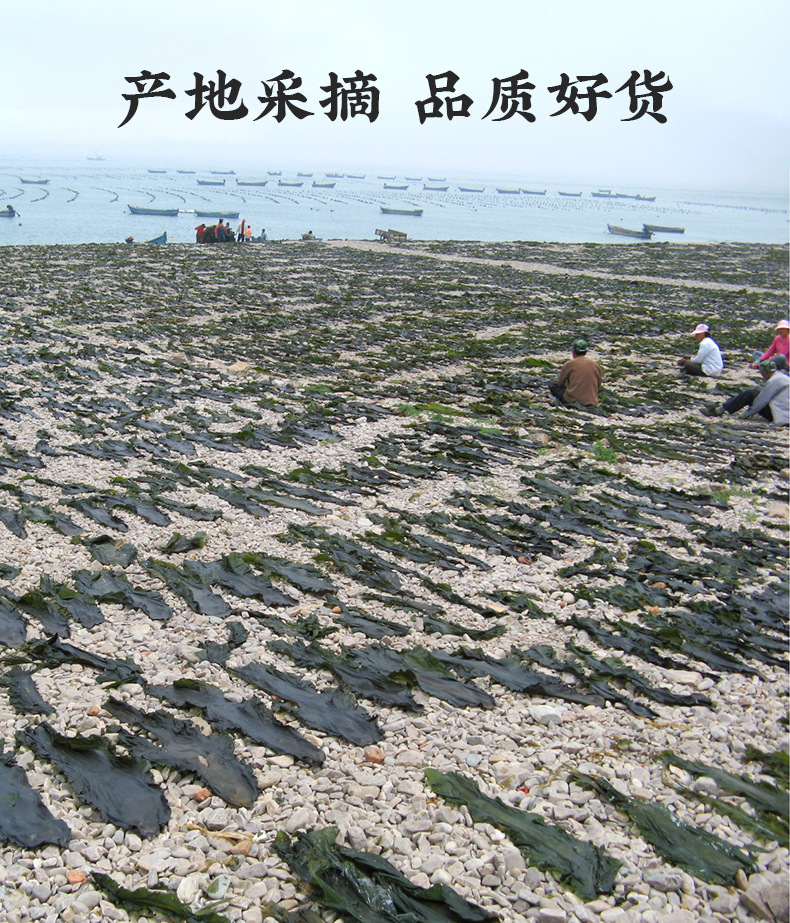 昆布干海带_03