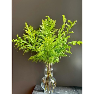 Imported from Thailand, Phoenix Fern Fresh Flower Express Sf Free Shipping 10 Branches for Home Use