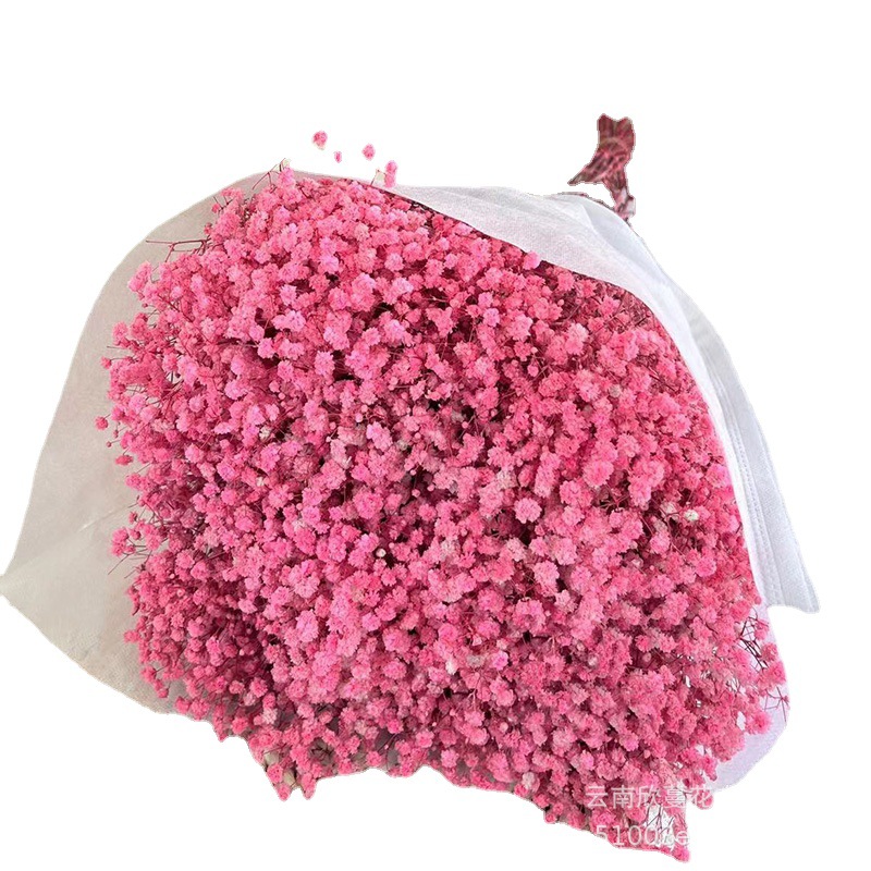 Starry Sky Starry Sky Wholesale Factory Direct Supply Preserved Fresh Flower Dried Flowers Yunnan Dried Flowers Wholesale Real Flowers Dried Flowers